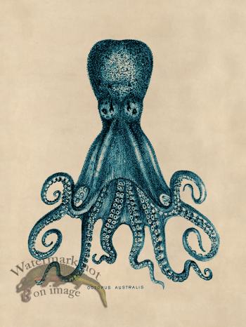 Octopus Teal 15